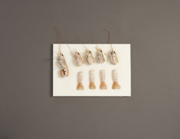 Préparation des langoustines
