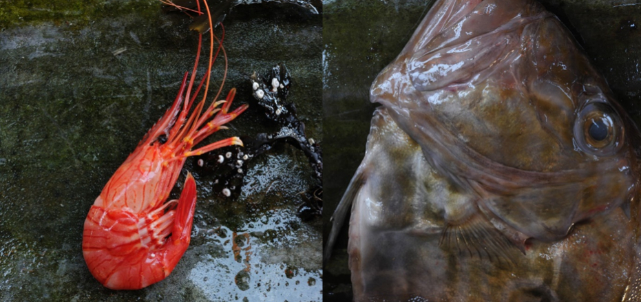 Le Dôme Montparnasse - Franck Graux