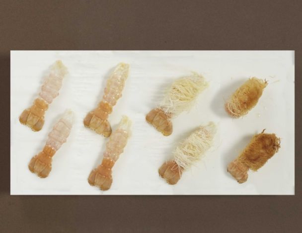 Préparation et cuisson des langoustines