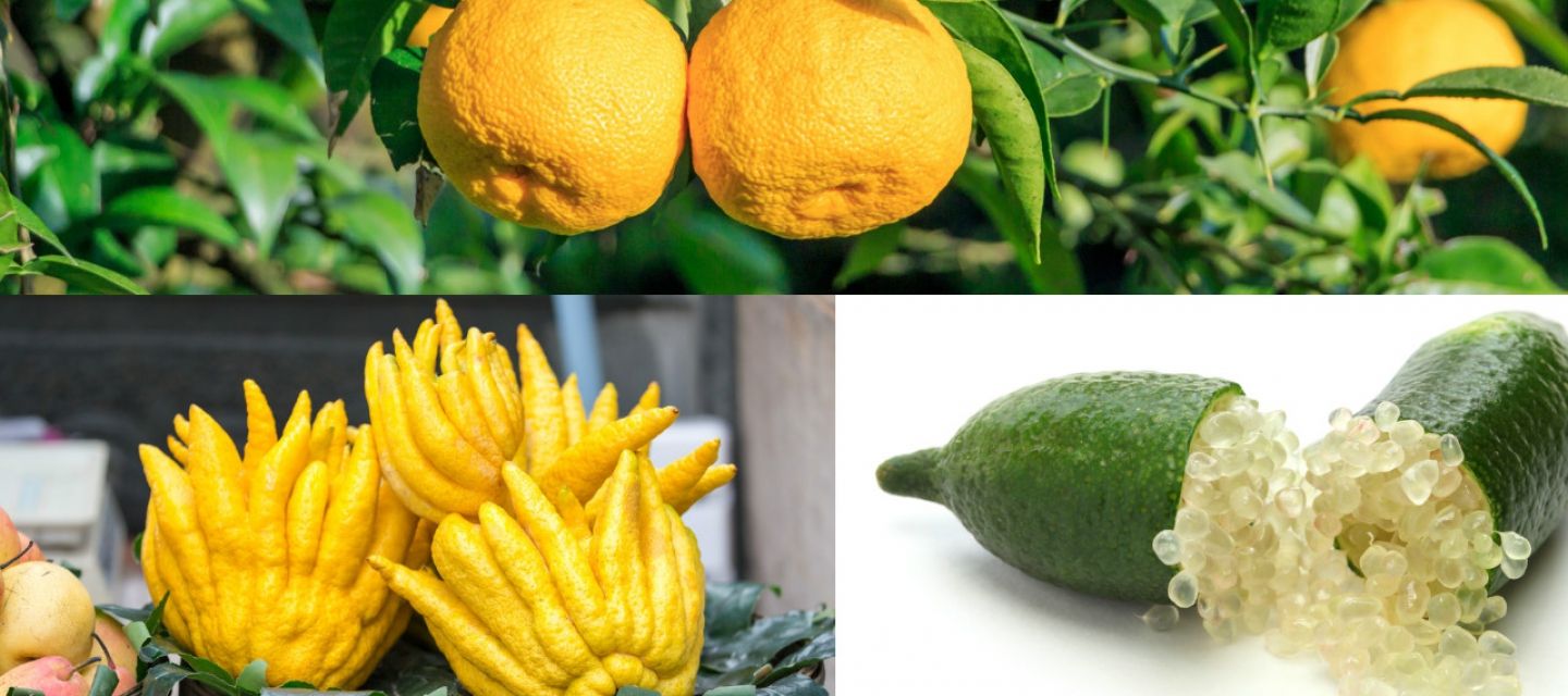 Toutes nos recettes à base de citrons qui sortent de l’ordinaire