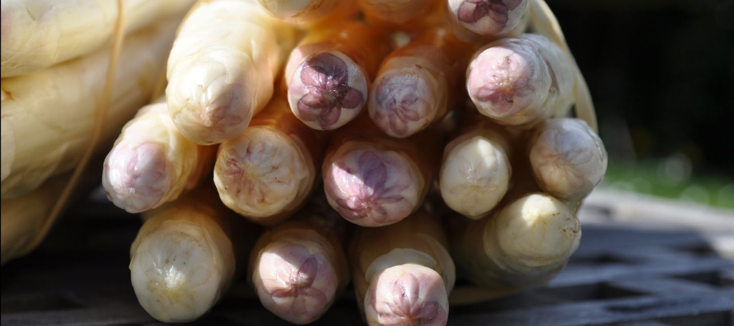 L'Asperge blanche d'Alsace : un produit du terroir incontournable